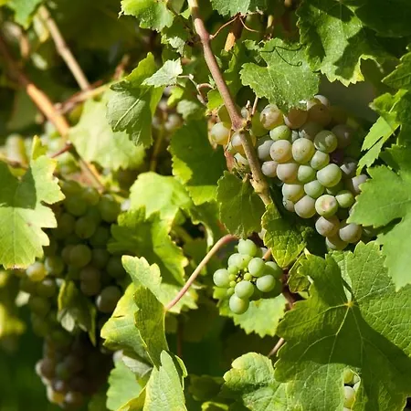 La Baronnerie Bed & Breakfast Cézac